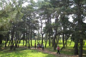 북송 북천수 소나무 숲을 걷고 있는 모습.
