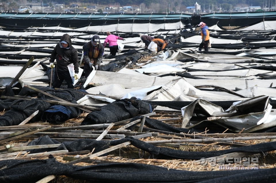11일 영주 인삼재배 농민들이 눈으로 내려앉은 해가림 시설을 복구하고있다.