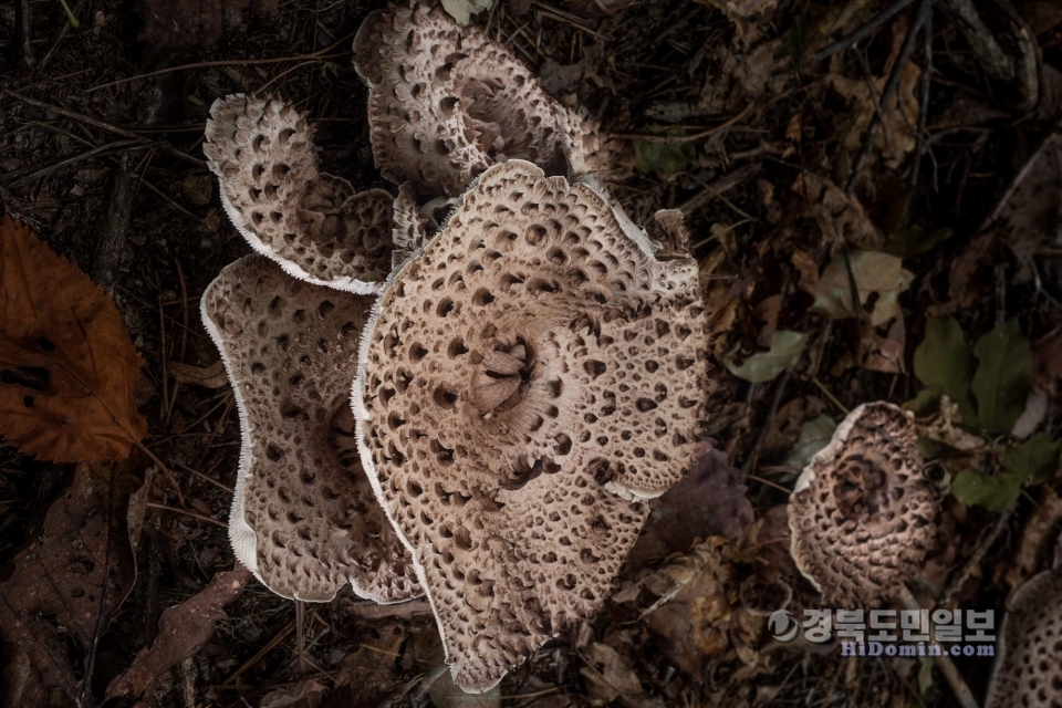 한국 최고의 명물버섯 영양군 수비면에서 자생하는 능이버섯.