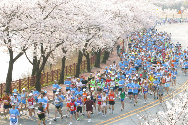 경주벚꽃마라톤대회 모습.