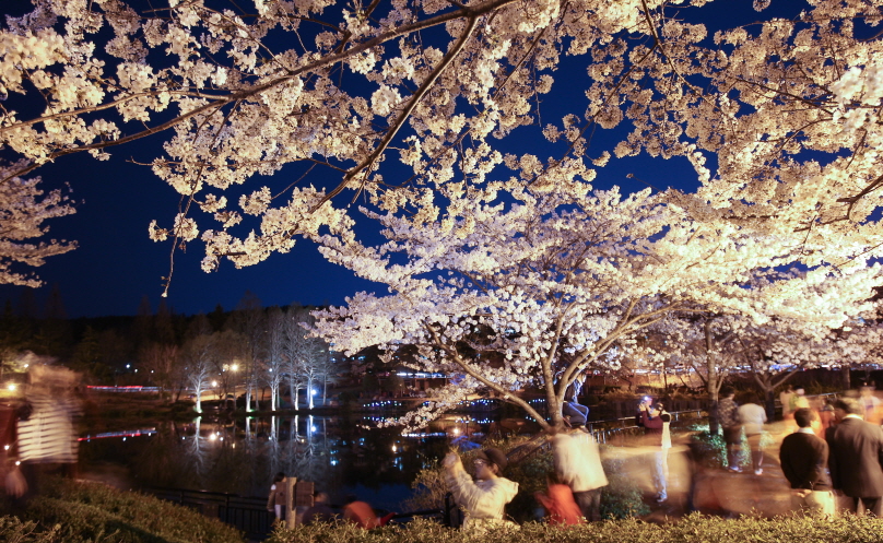 포항 영일대 연못 벚꽃 야경. 사진=포항시 제공