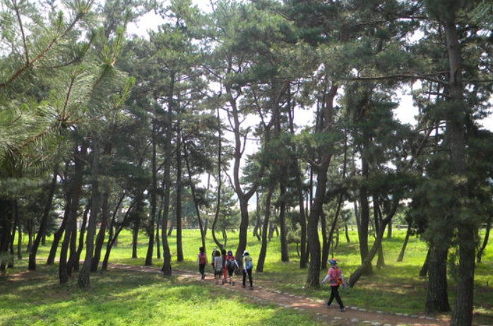 북천수 소나숲을 걷고 있는 모습.