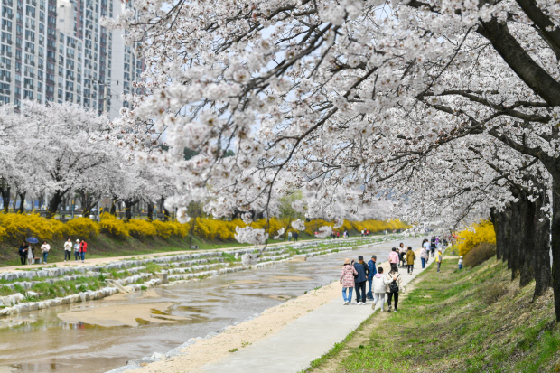 산림청 주관 우수 관리 가로수길 선정에서 김천시 조각공원 가로수길과 영주시 서원로 가로수길이 선정됐다.