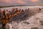 니카라과 리바스에서 거대한 고래 한 마리가 14일(현지시간) 포포요 해변에 좌초되자 주민들과 관광객들이 몰려와 고래를 바다로 되돌려 보내기 위해 안간힘을 쓰고 있다. 그러나 이 고래는 결국 좌초 상태에서 숨져 해변 모래사장에 매장됐다. 연합