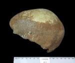 이스라엘 북부 서(西)갈릴리의 마놋(Manot) 동굴에서 발견된 현생인류 두개골의 부분 화석. 연합