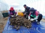 경북농업기술원 생물자원연구소가 개발한 둥근마(산약)의 상품성과 수량을 높이는 ‘씨마 싹틔우기’ 작업을 하고 있는 모습.