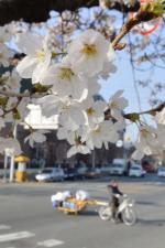 27일 오전 포항시 북구 포항해양지방수산청 앞 도로에 심어진 벚꽃 나무가 활짝 꽃망울을 터뜨리고 있다. 뉴스1