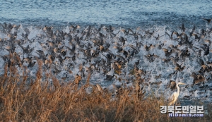 수상쇼를 펼치는 물닭들, 해질무렵 날개가 황금빛으로 펼쳐진다.
