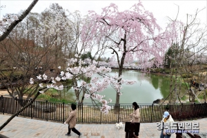 최근 봄을 맞아 벚꽃이 만개한 가운데 포스코 영일대 호텔 호수공원에서 시민들이 산책을 하고 있다.