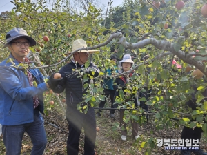 경북도 농축산유통국은 1일 상주시 낙동면 사과 재배 농가를 찾아 일손 지원에 나섰다.