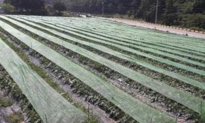 봉화군에서 재배하고 있는 노지수박.
